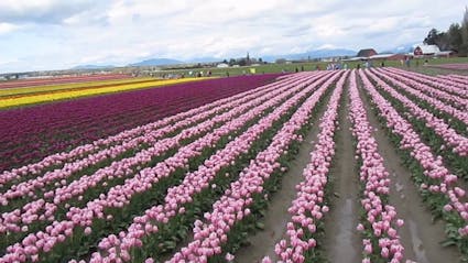 Sage X3 ERP Case Study - Skagit Horticulture